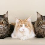 Maine Coon Cats-Amiable Companions for Your Home