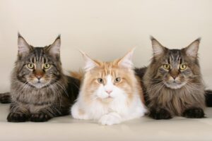 Maine Coon Cats-Amiable Companions for Your Home